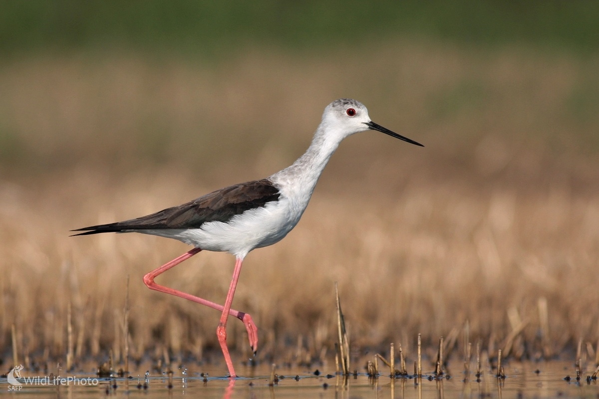 Šišila bocianovitá (Himantopus himantopus) (Martin Šabík)